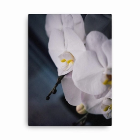 Orchid 02 - canvas canvas mural art