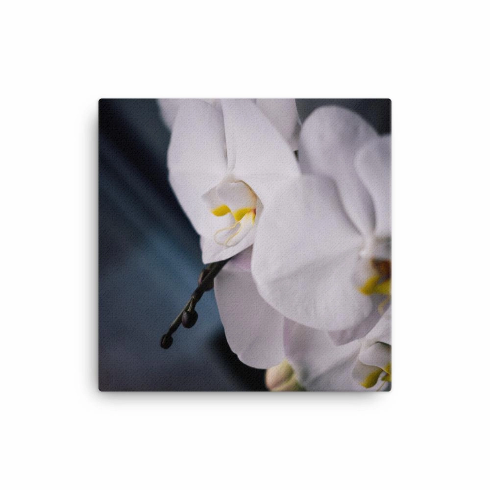 Orchid 02 - canvas