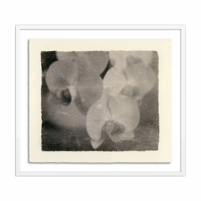 Orchids elegant wall decor