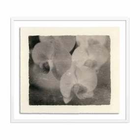Orchids elegant wall decor