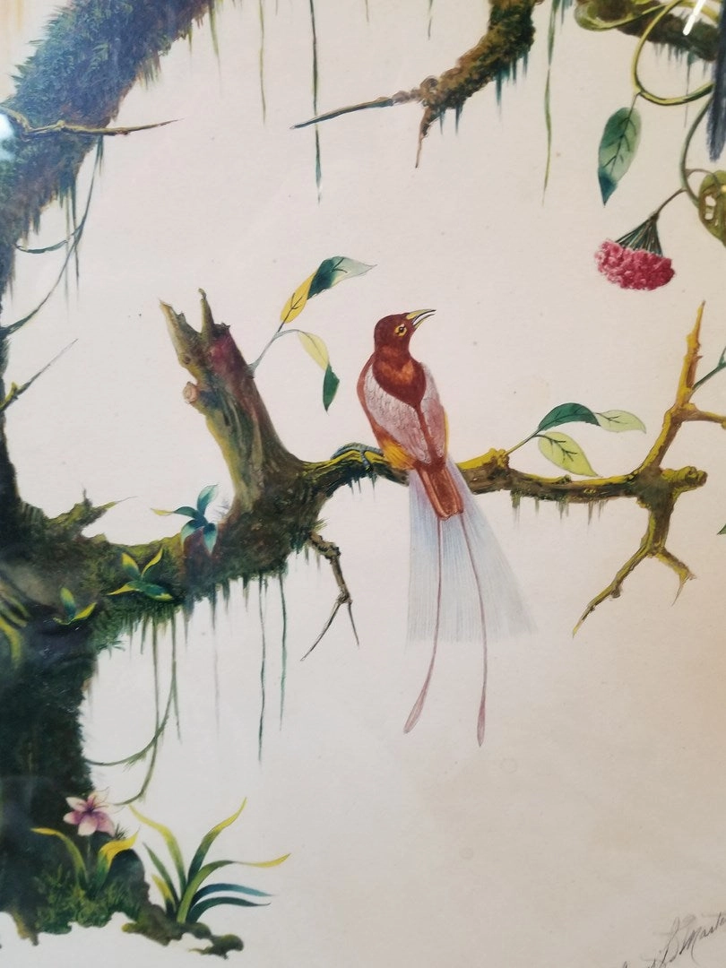 PENCIL DRAWING WITH WATERCOLOR BIRDS OF PARADISE BY D'MARCO