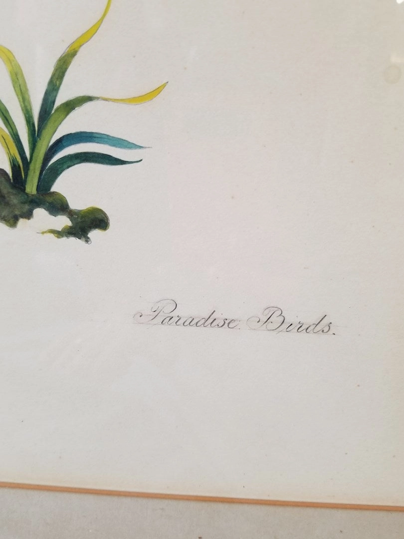 PENCIL DRAWING WITH WATERCOLOR BIRDS OF PARADISE BY D'MARCO