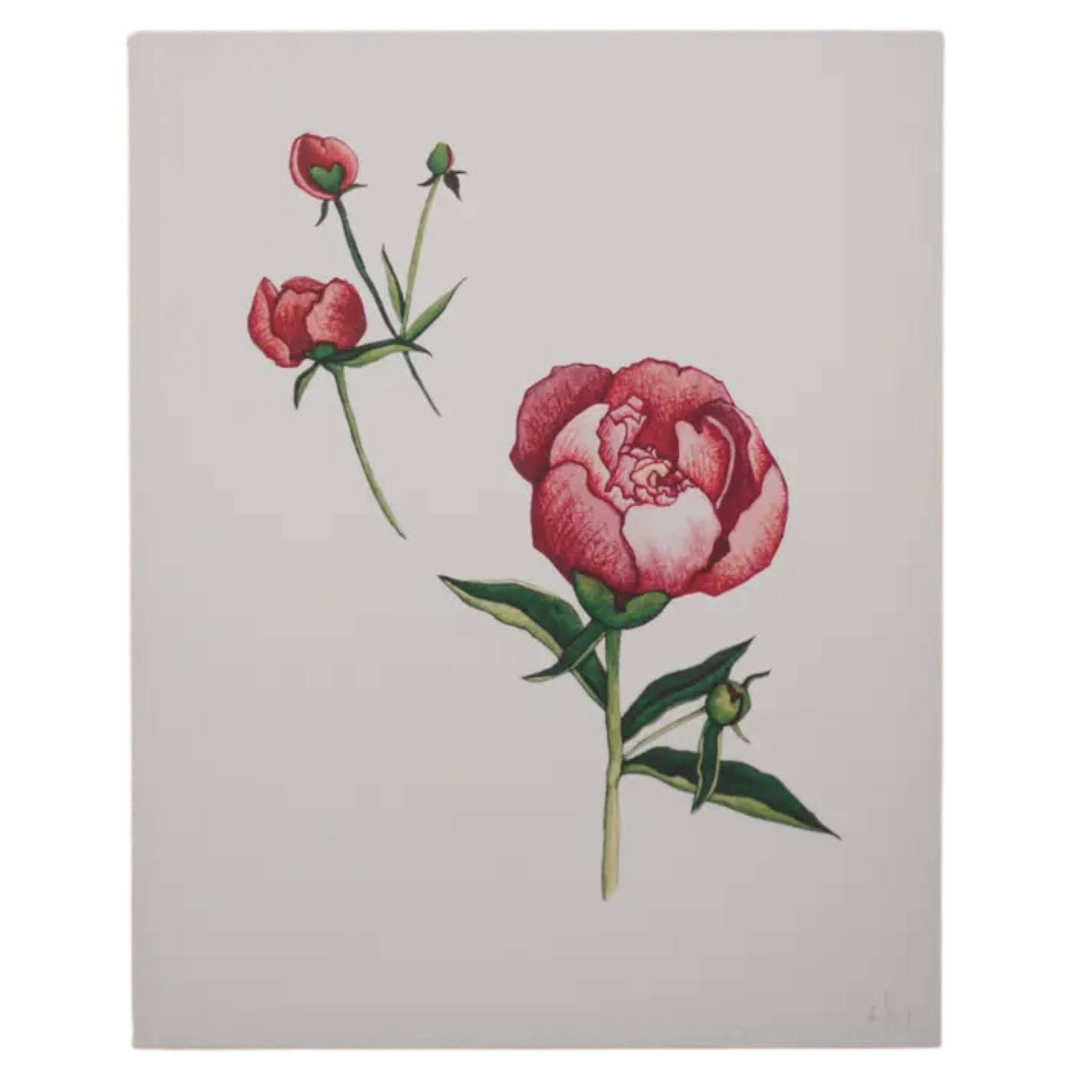 Peonies 8x10 Print framed wall decor