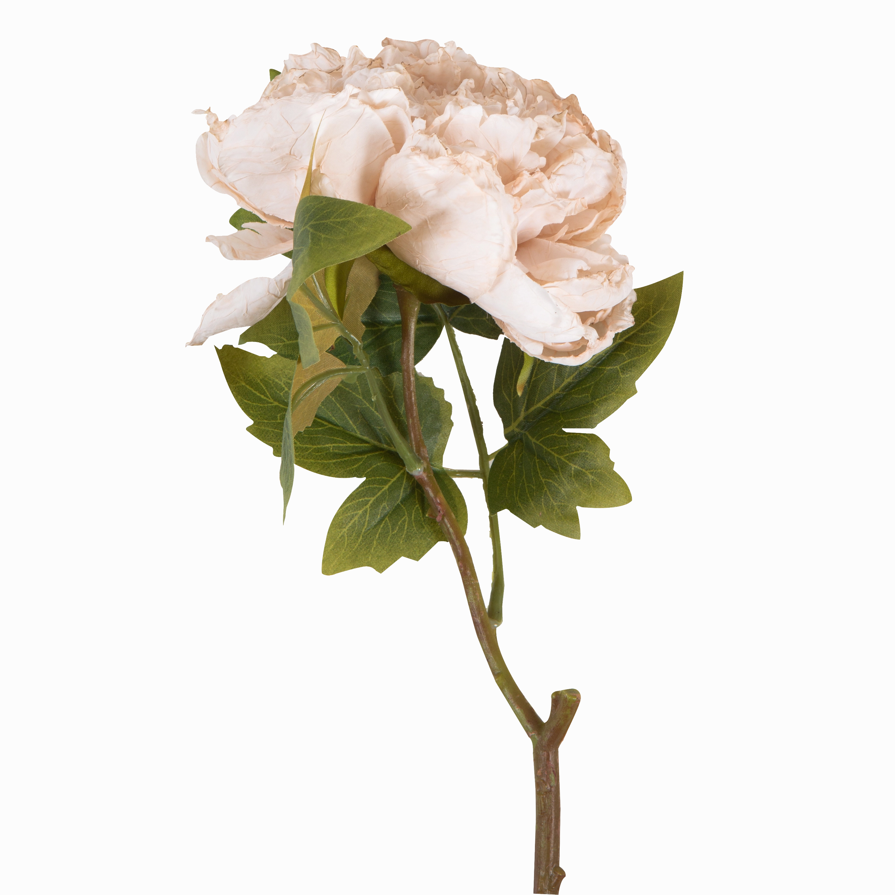 Peony Evening Dew Stem