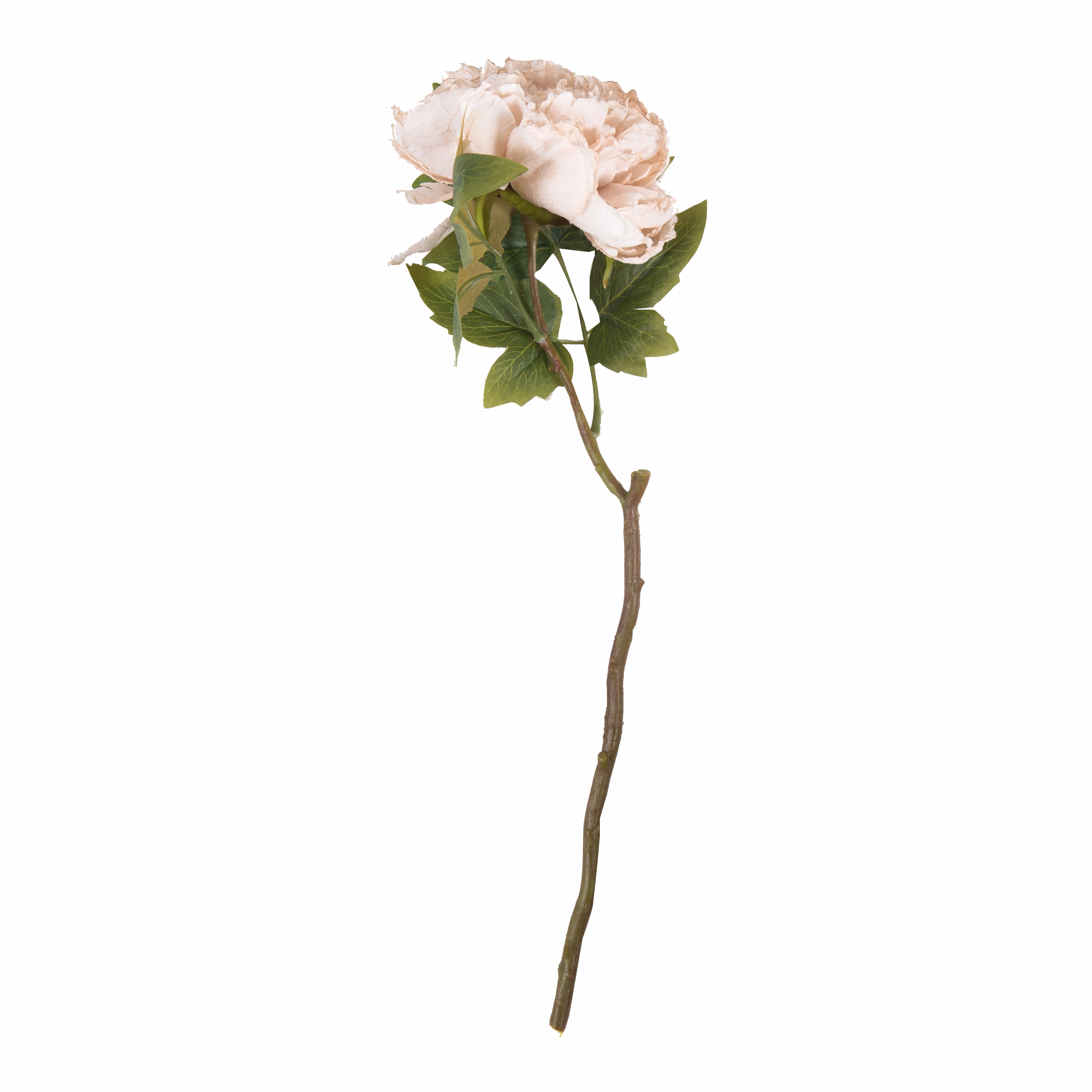 Peony Evening Dew Stem elegant wall decor