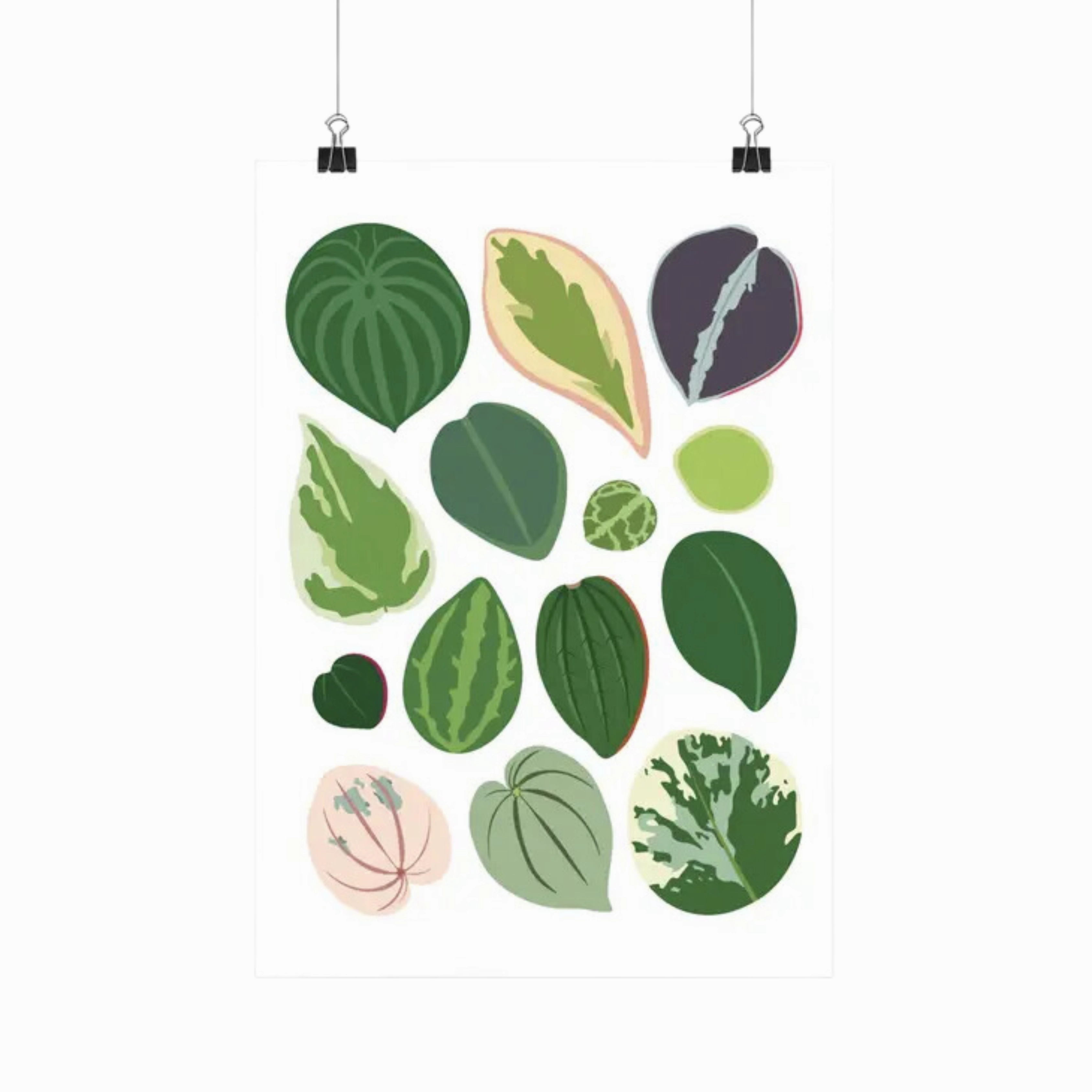 Peperomia Species - Botanical Houseplant Art Print framed wall decor