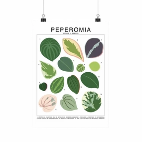 Peperomia Species Id Chart - Botanical Houseplant Art Print framed wall decor