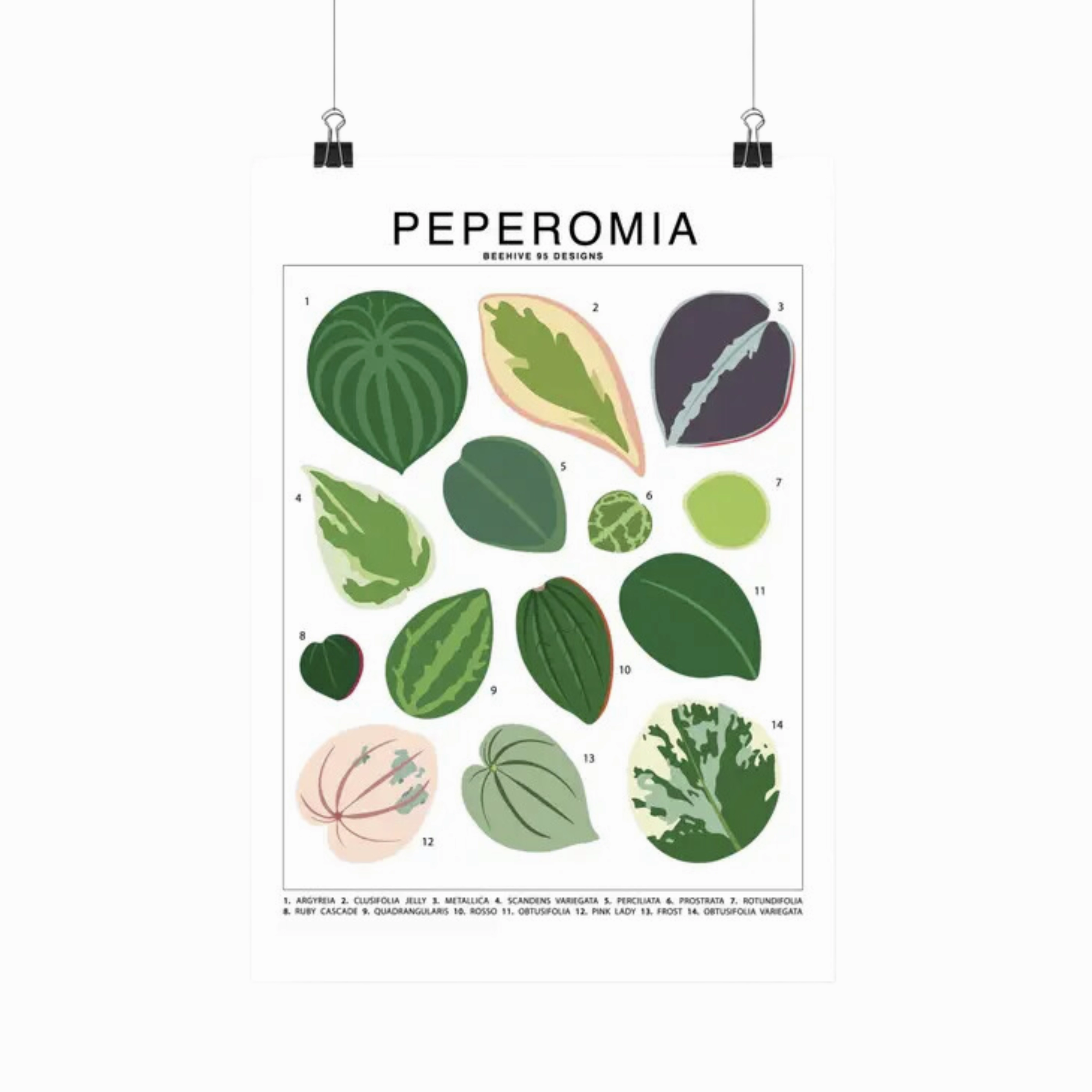 Peperomia Species Id Chart - Botanical Houseplant Art Print framed wall decor
