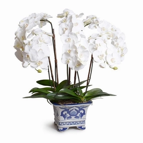 Phalaenopsis Orchid in White and Blue Square Ceramic Vase home display ornament