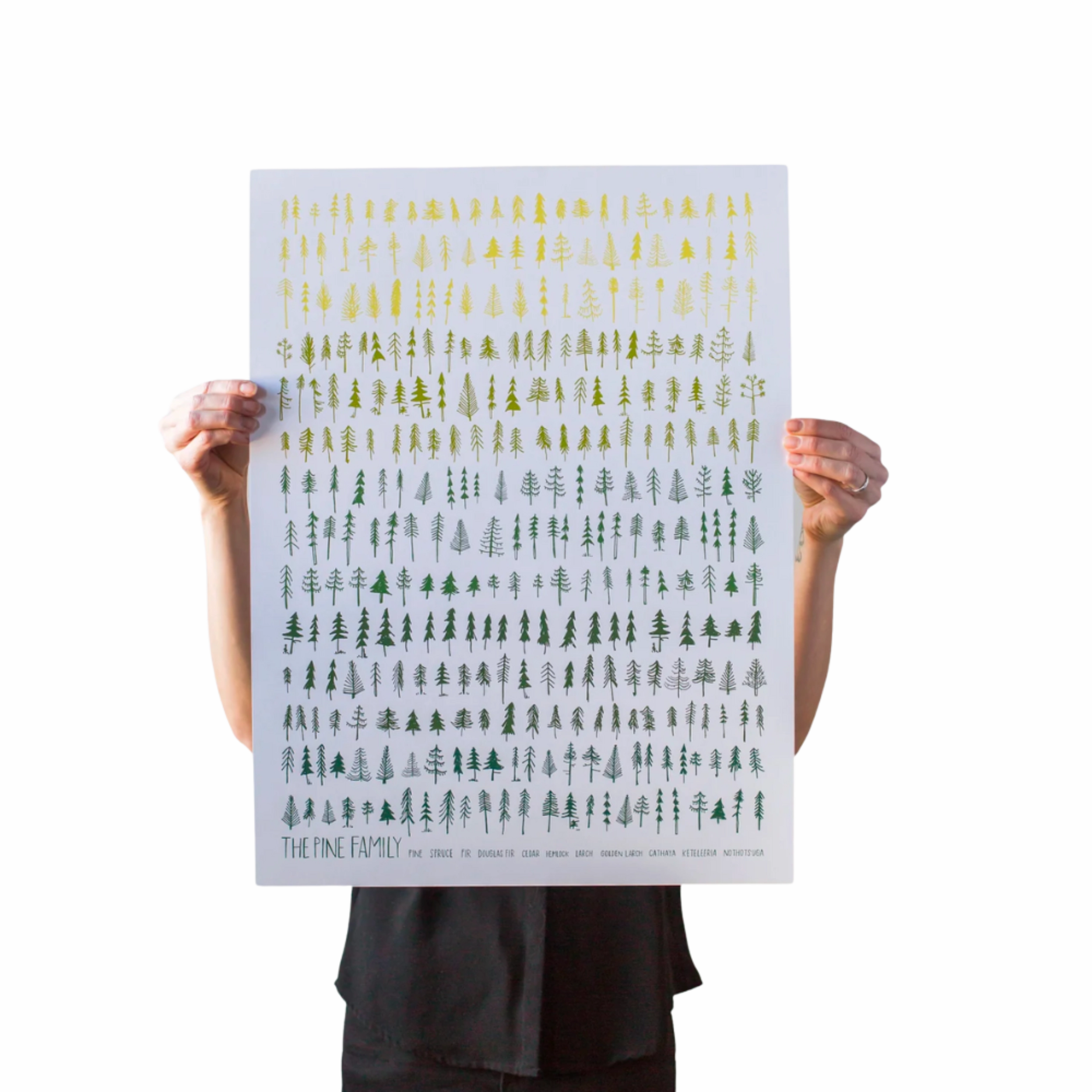 Pine Family 18" x 24" Print framed wall decor