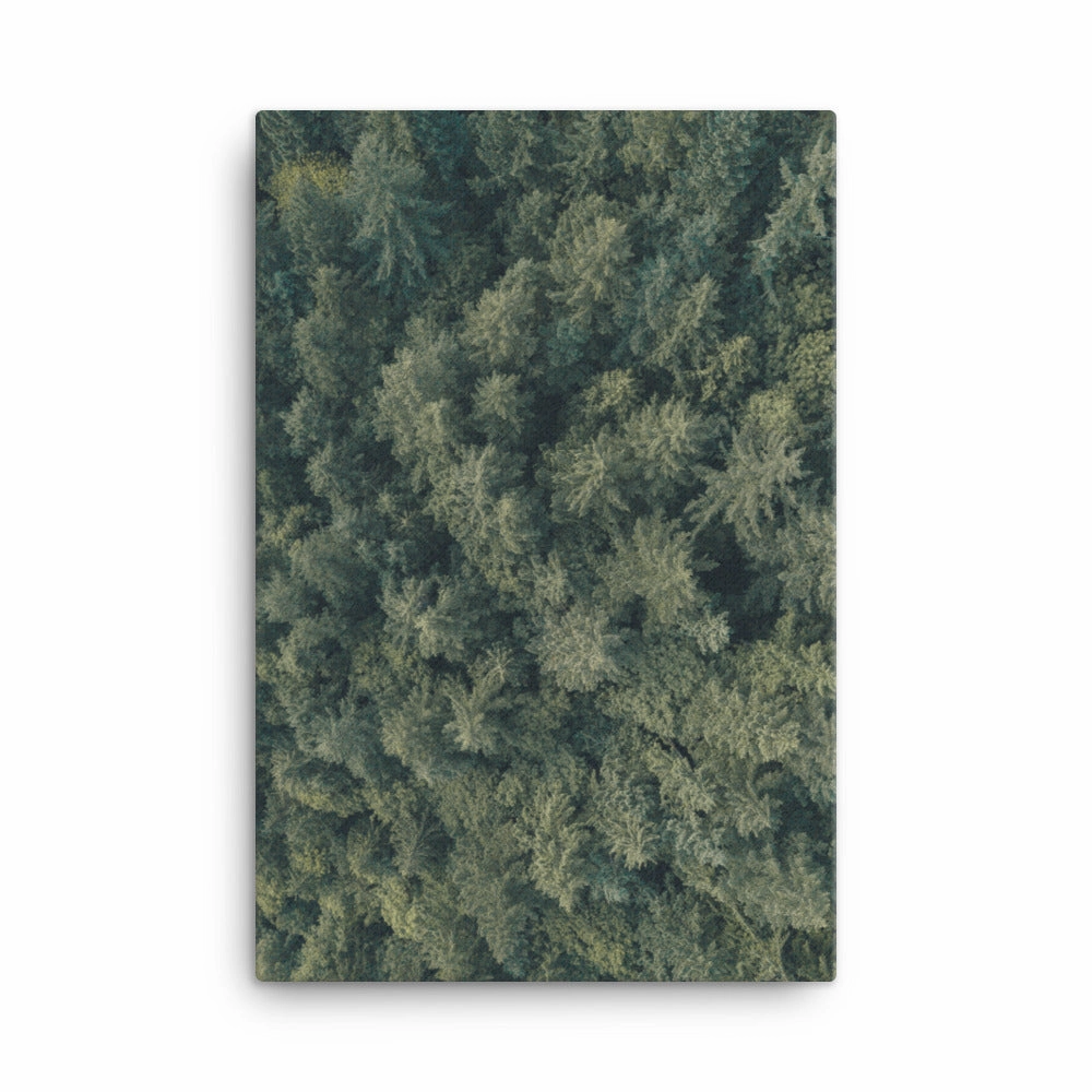 Pine Forest Pine Forest - canvas
