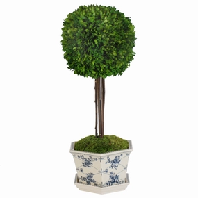 Preserved Boxwood Ball in Blue and White Cachepot home display ornament