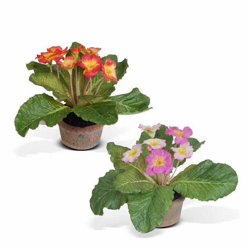 Primula in Mini Pot