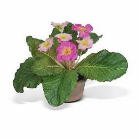 Primula in Mini Pot home display ornament