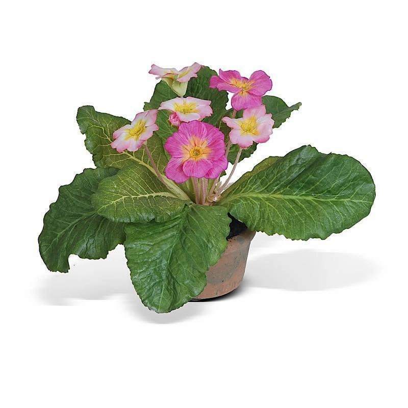 Primula in Mini Pot home display ornament