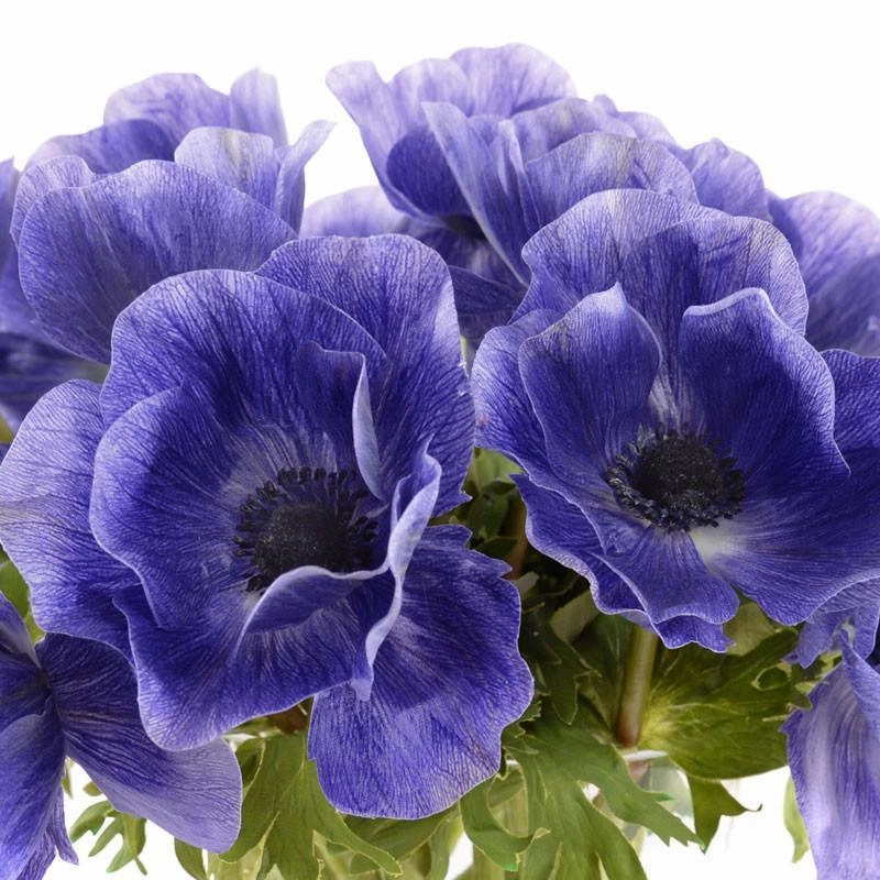 Purple Anemone Arrangement in Clear Glass Vase