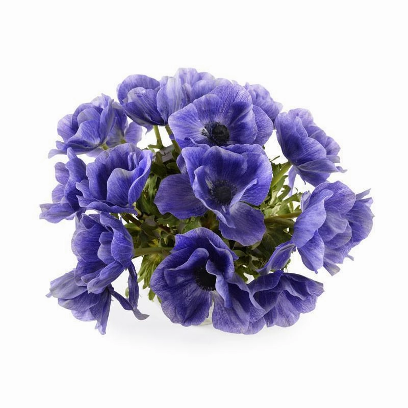 Purple Anemone Arrangement in Clear Glass Vase