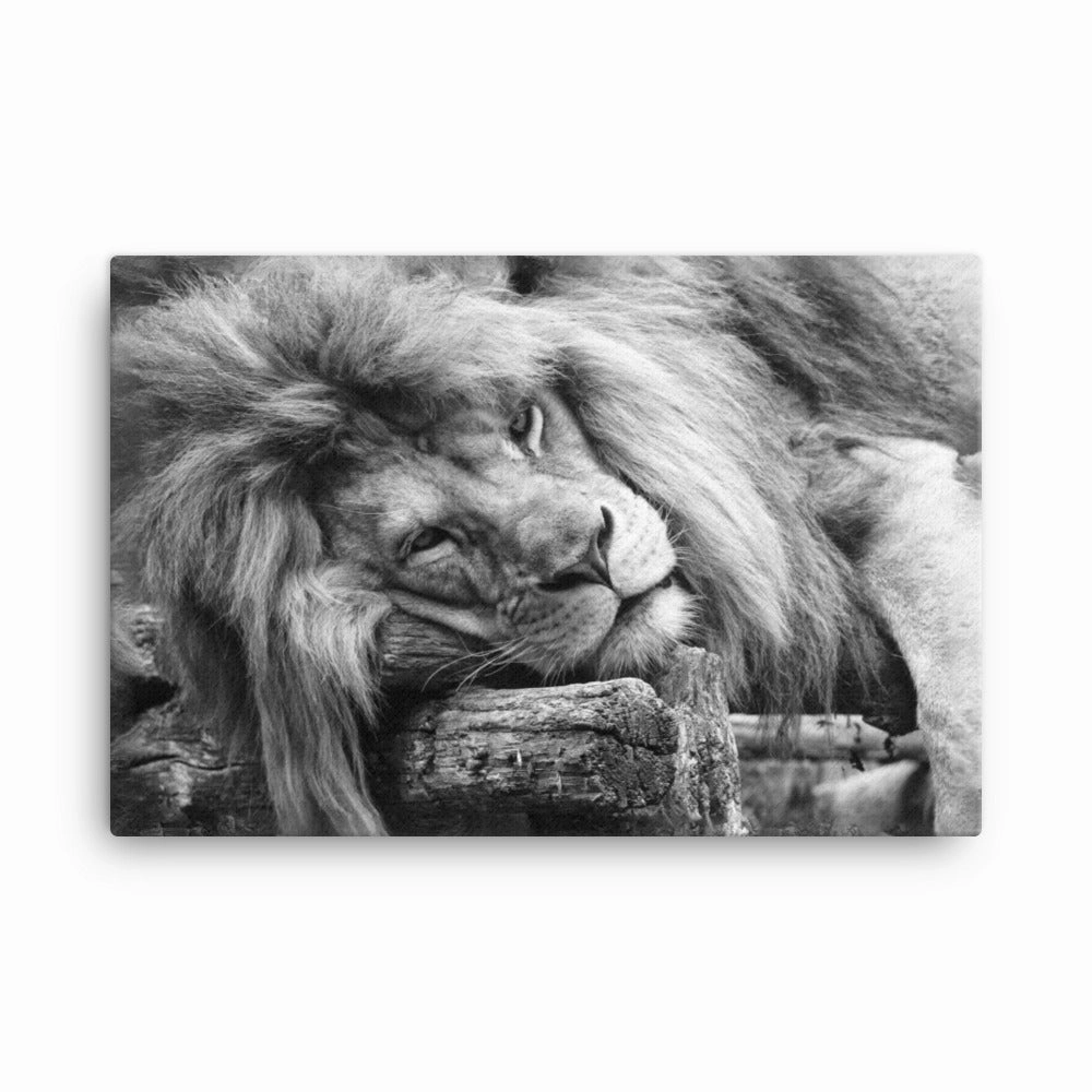 Relaxed lion - canvas