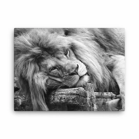 Relaxed lion - canvas canvas mural art