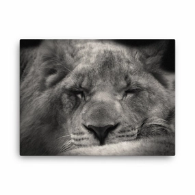 Relaxed lioness - canvas canvas mural art
