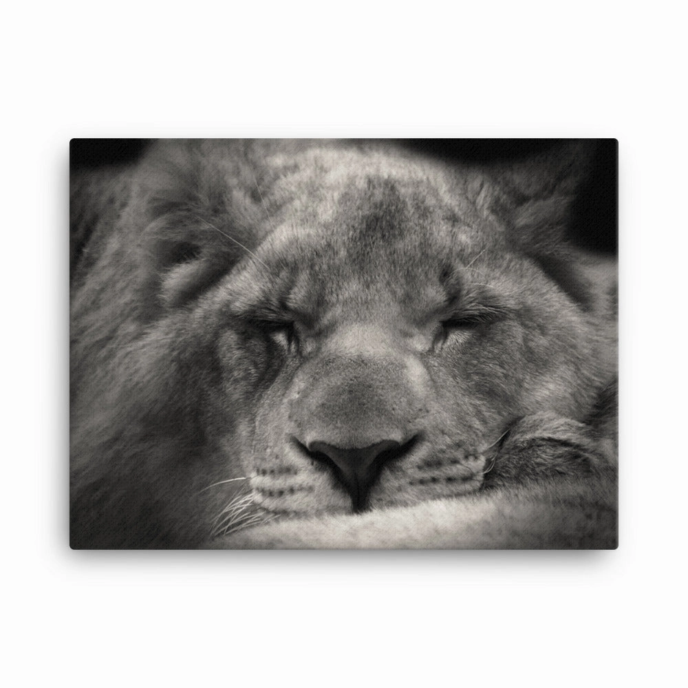 Relaxed lioness - canvas canvas mural art