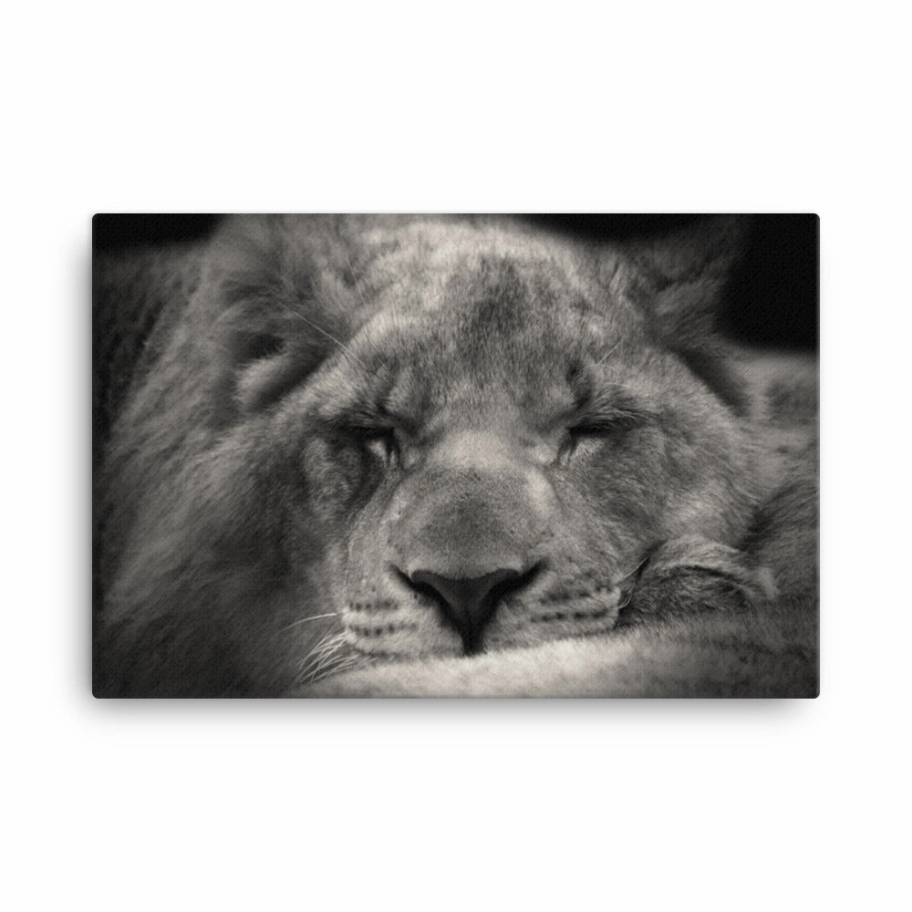 Relaxed lioness - canvas