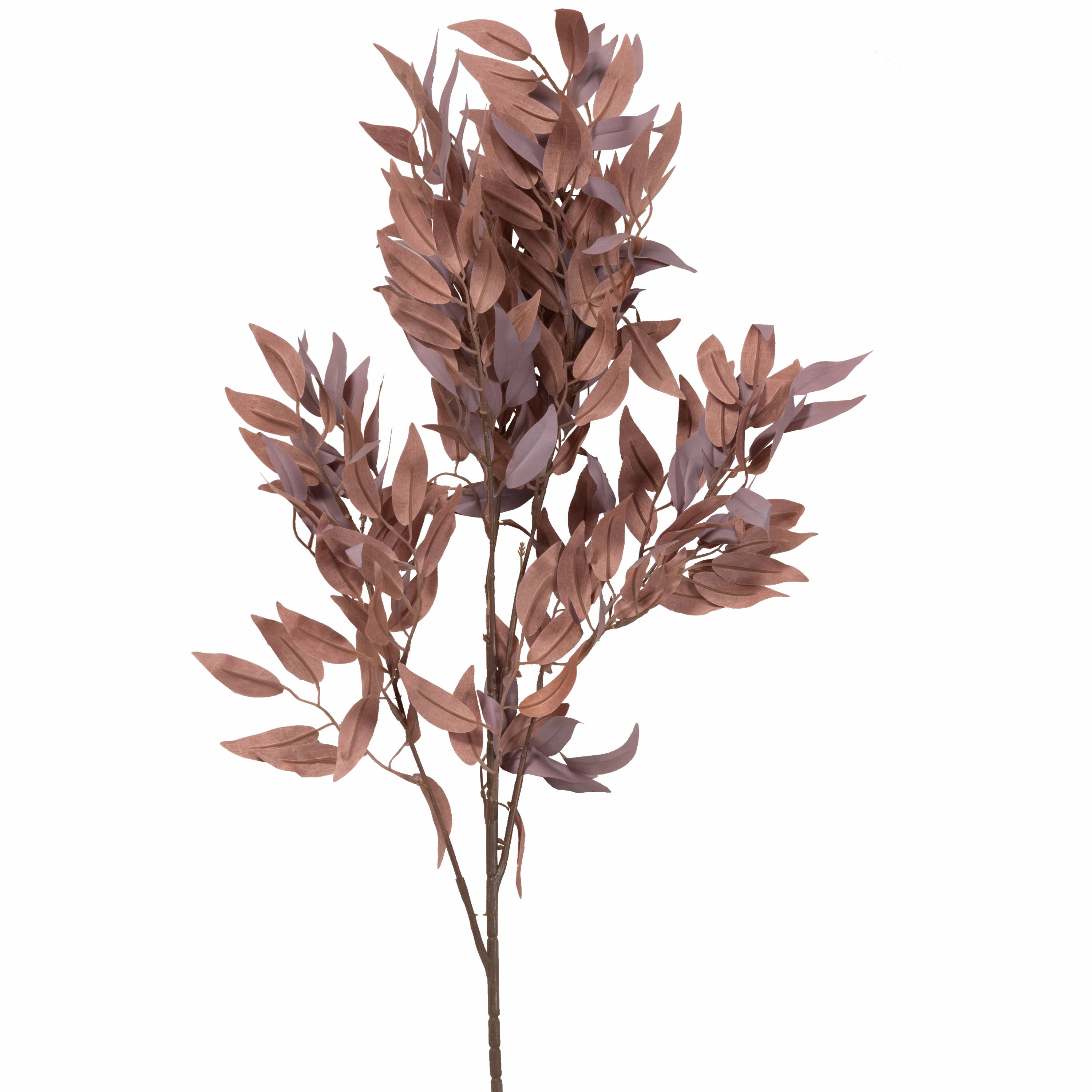Salix Stem