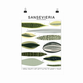 Sansevieria Species Id Chart Botanical Houseplant Art Print framed wall decor