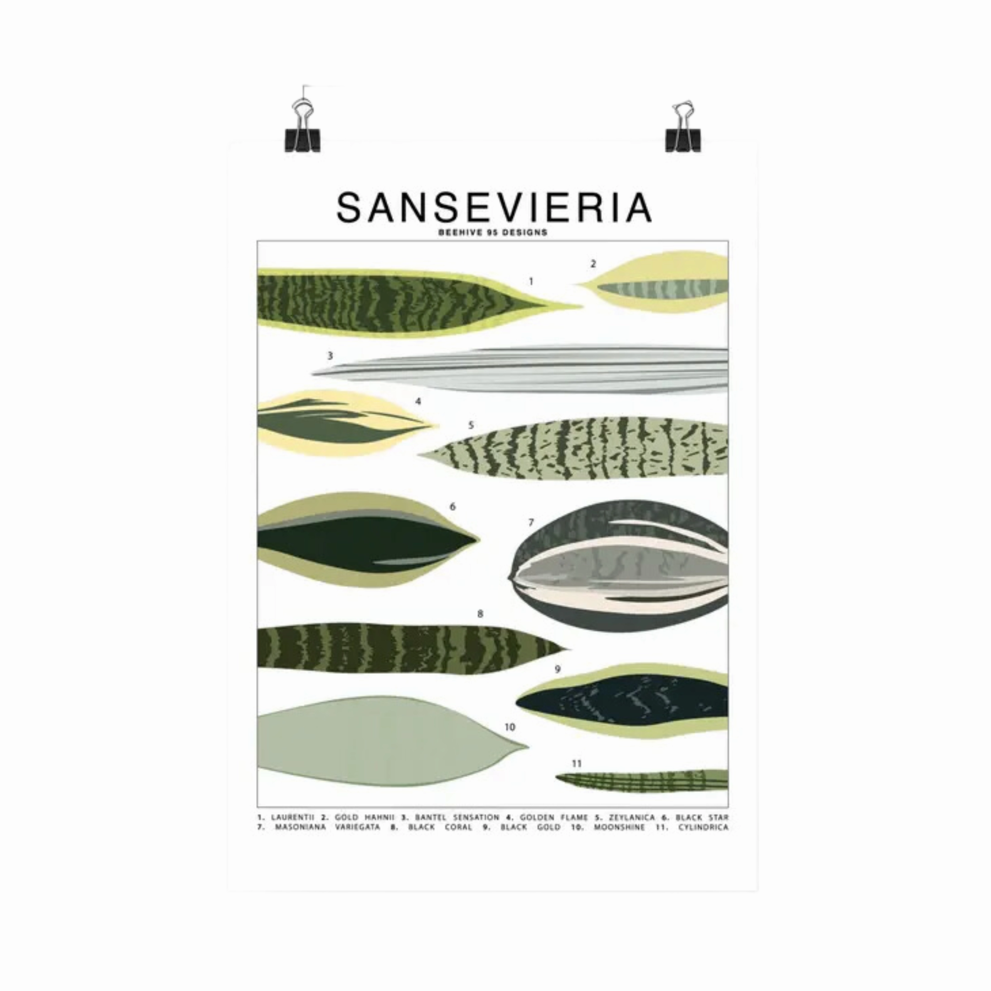 Sansevieria Species Id Chart Botanical Houseplant Art Print framed wall decor