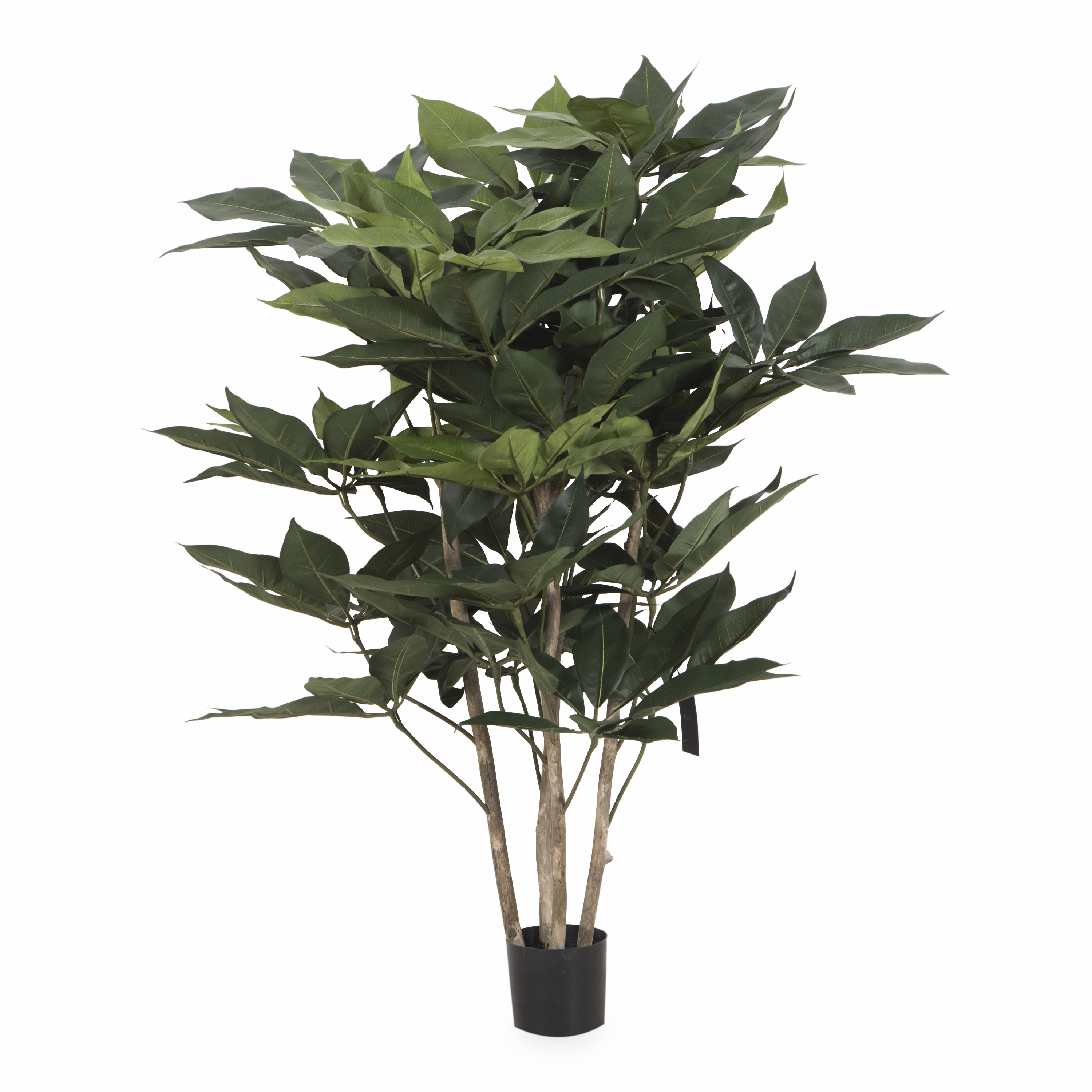 Schefflera Tree elegant wall decor