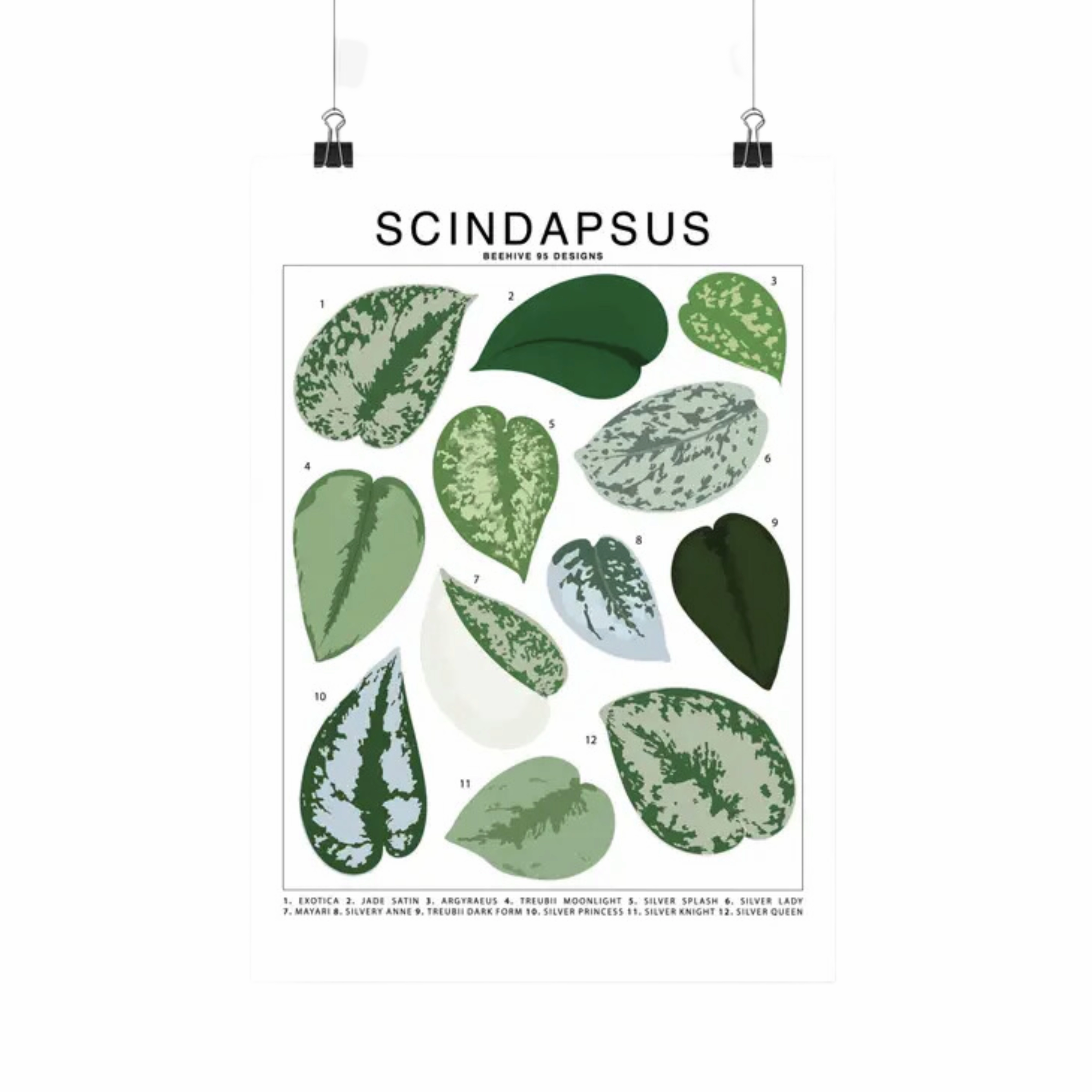 Scindapsus Species Id Chart - Botanical Houseplant Art Print framed wall decor