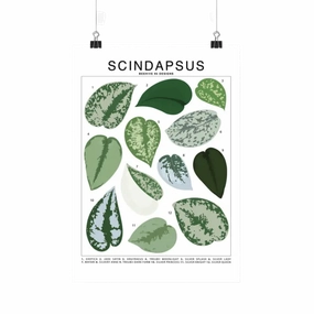 Scindapsus Species Id Chart - Botanical Houseplant Art Print framed wall decor