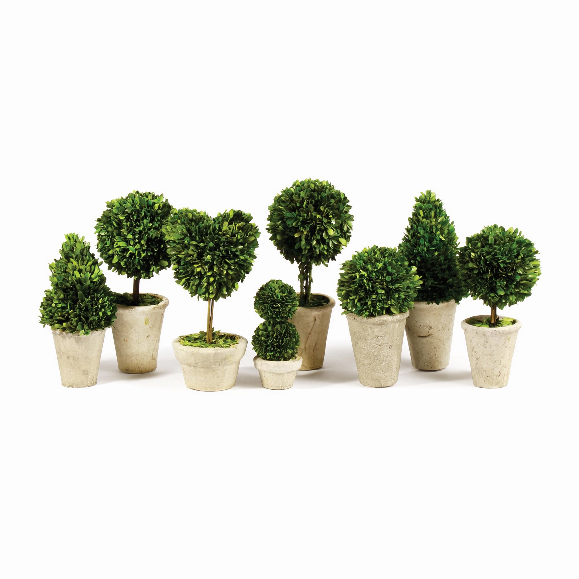 Set of 8 Boxwood Topiaries in Pots home display ornament