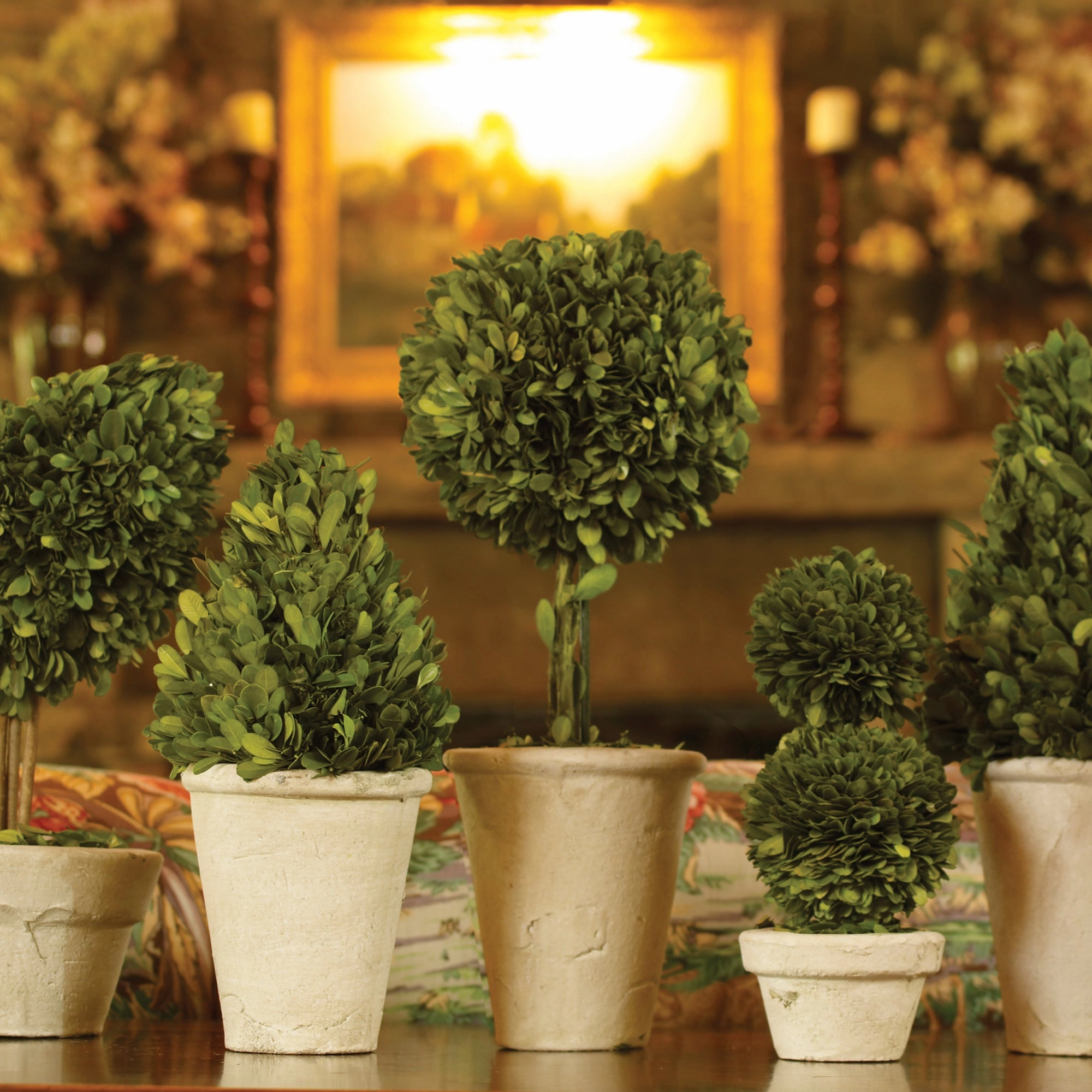 Set of 8 Boxwood Topiaries in Pots