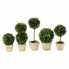 Set of Five Mini Boxwood Topiaries in Pots home display ornament