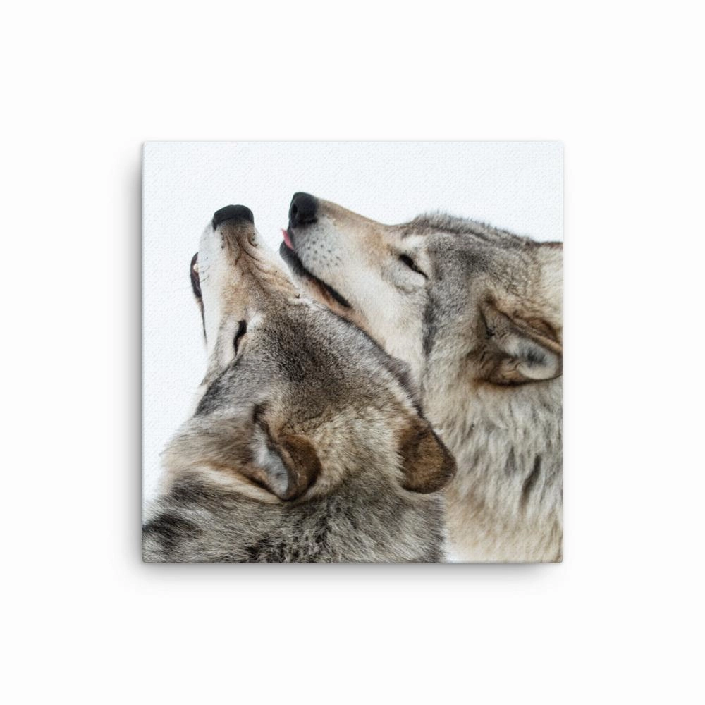 snuggling wolves - canvas