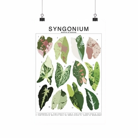 Syngonium Species Id Chart - Botanical Houseplant Art Print framed wall decor