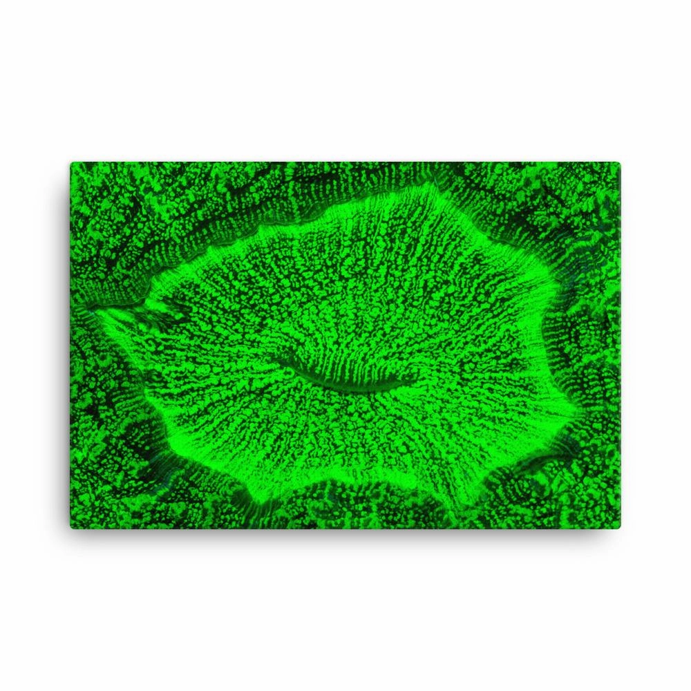 Toad coral - canvas