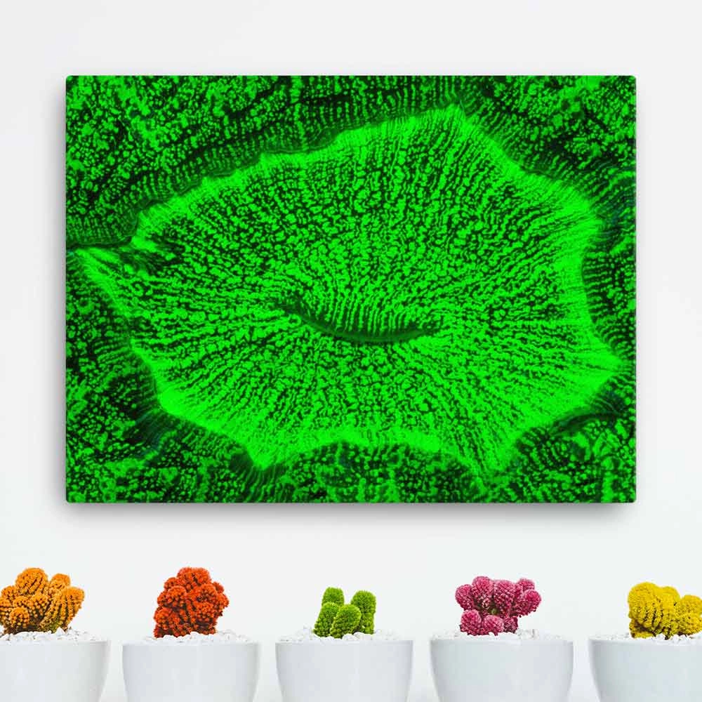 Toad coral - canvas