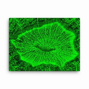 Toad coral - canvas canvas mural art