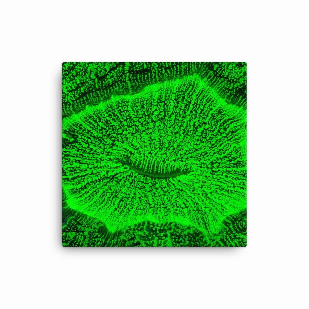 Toad coral - canvas
