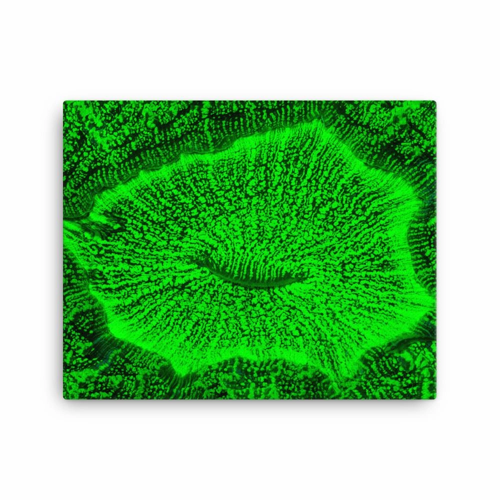 Toad coral - canvas
