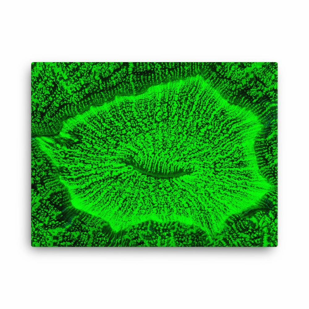 Toad coral - canvas canvas mural art