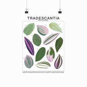 Tradescantia Species Id Chart Botanical Houseplant Art Print framed wall decor