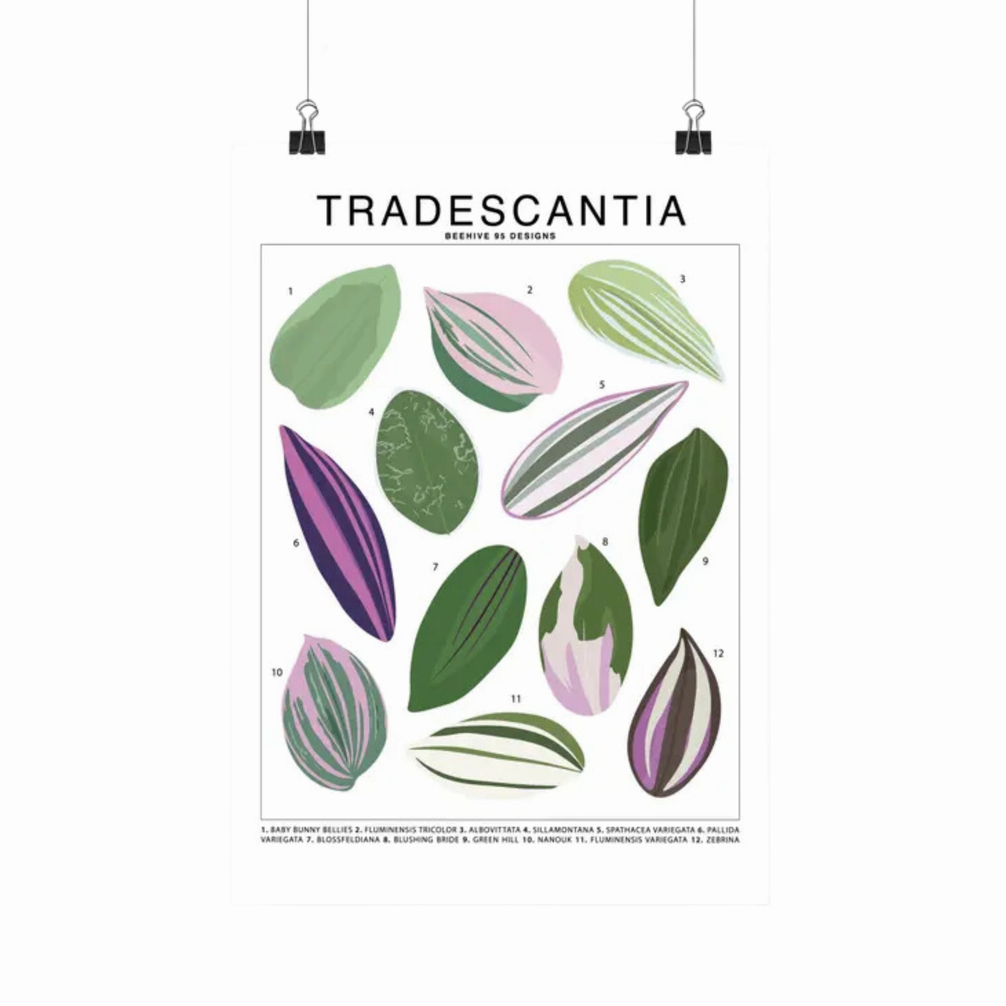 Tradescantia Species Id Chart Botanical Houseplant Art Print framed wall decor