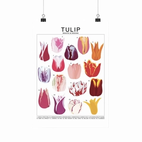 Tulip Species Id Chart - Botanical Floral Art Print framed wall decor
