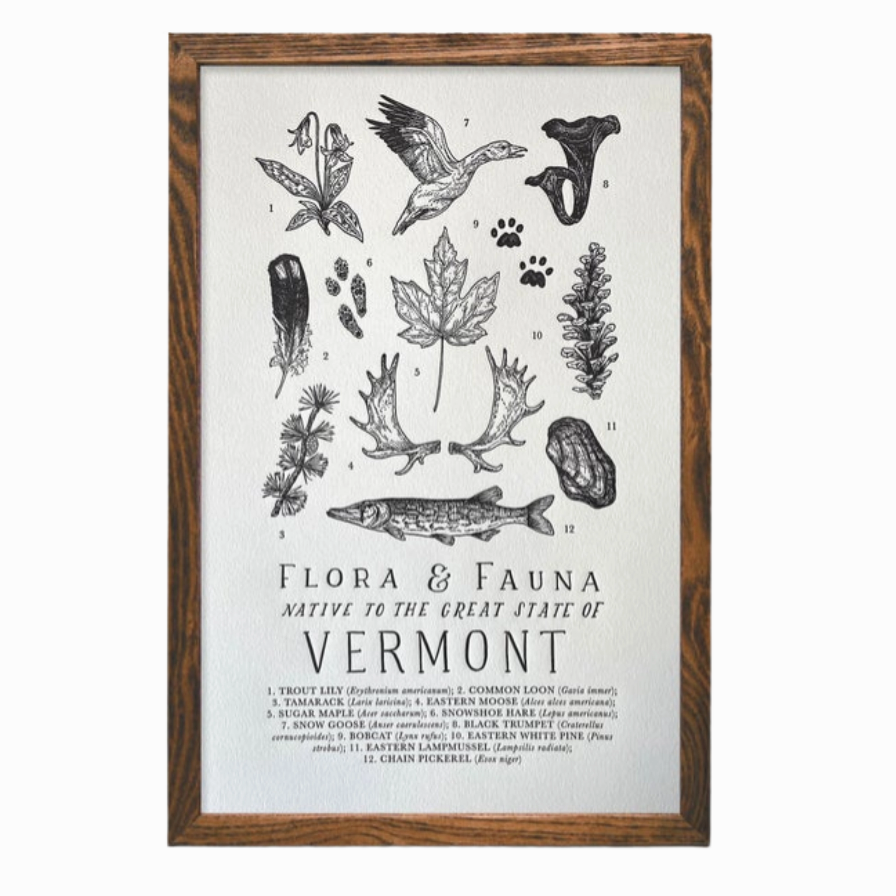 Vermont Field Guide Print framed wall decor
