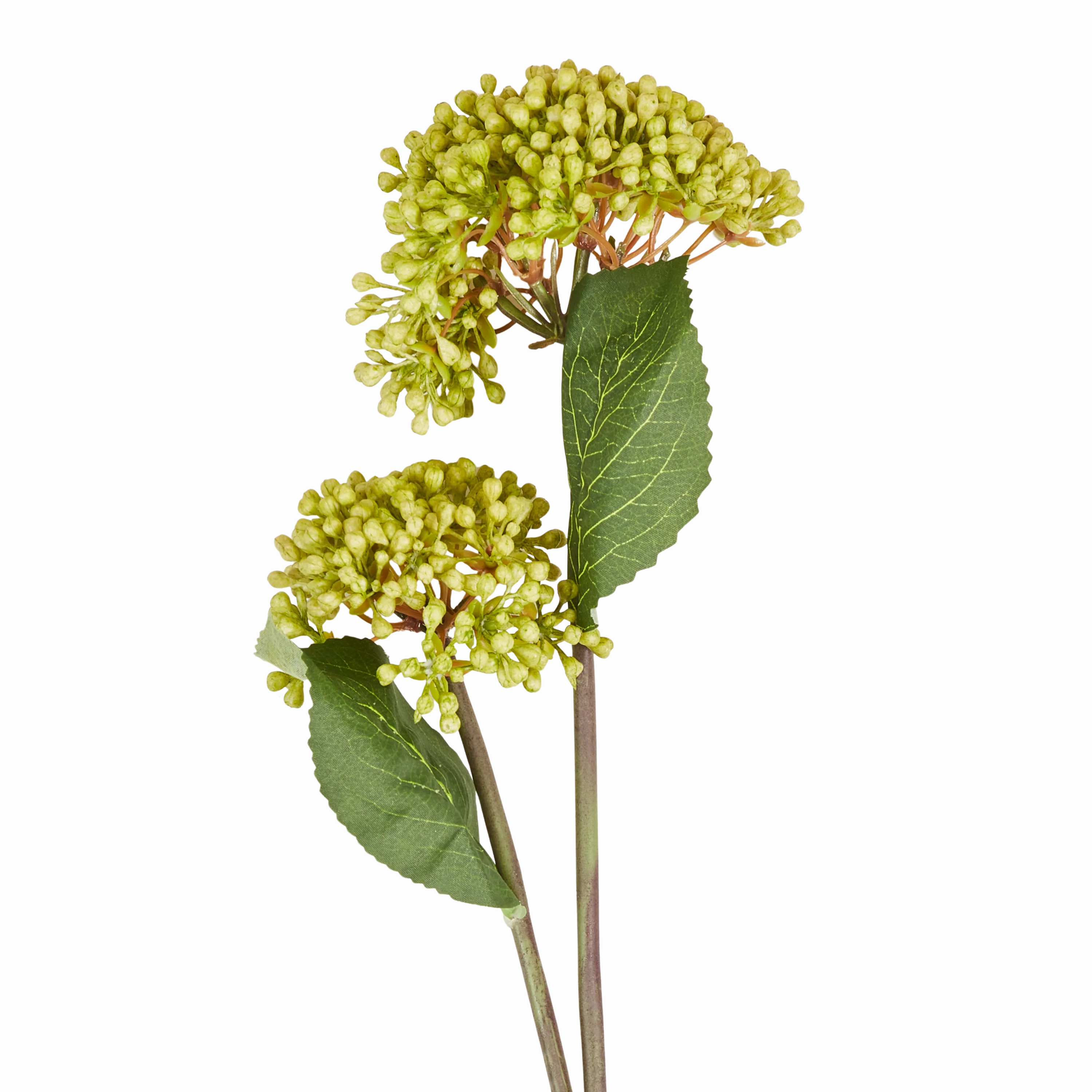 Viburnum Stem