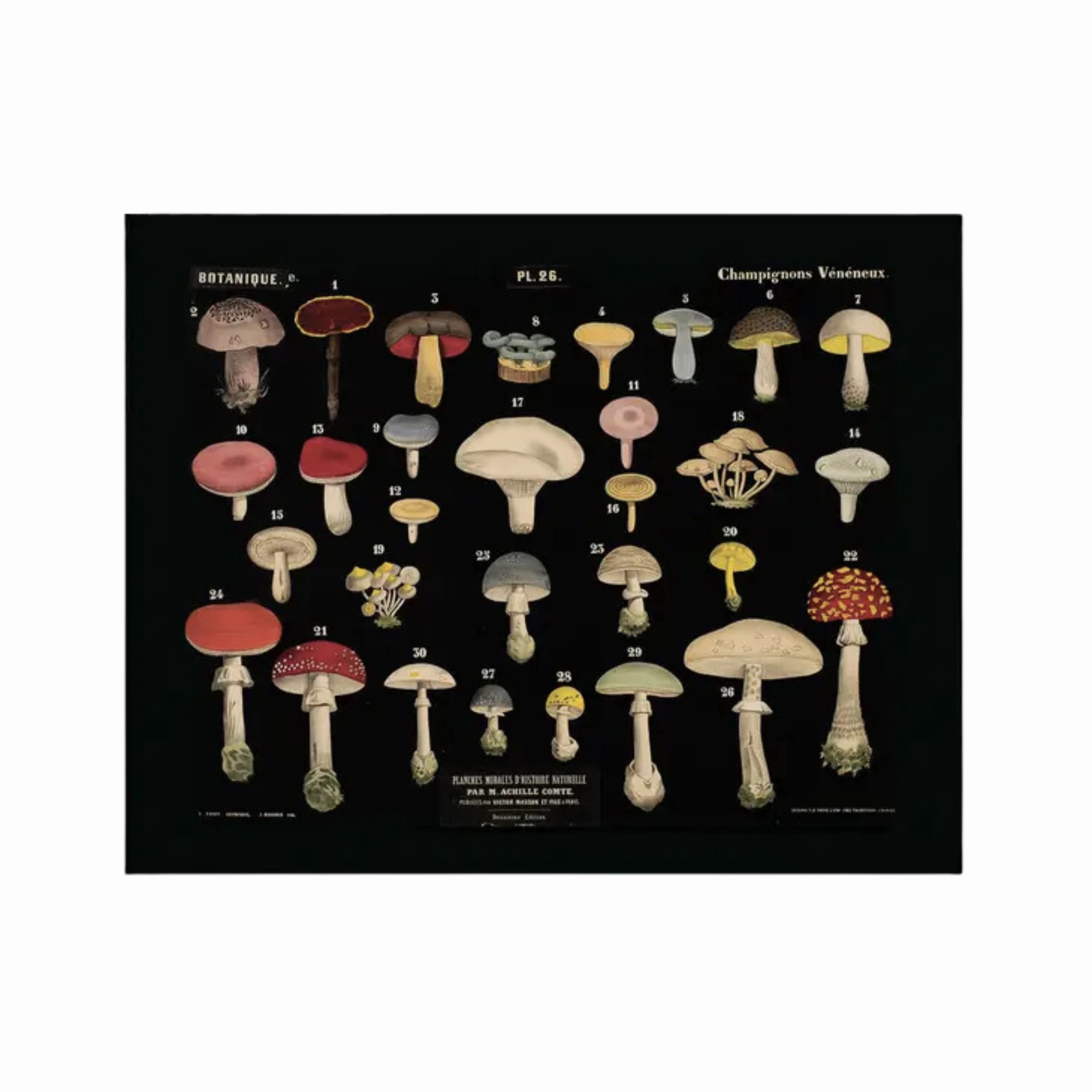Vintage Black Mushroom Print 26 framed wall decor