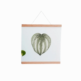 Watermelon Peperomia Art Print framed wall decor